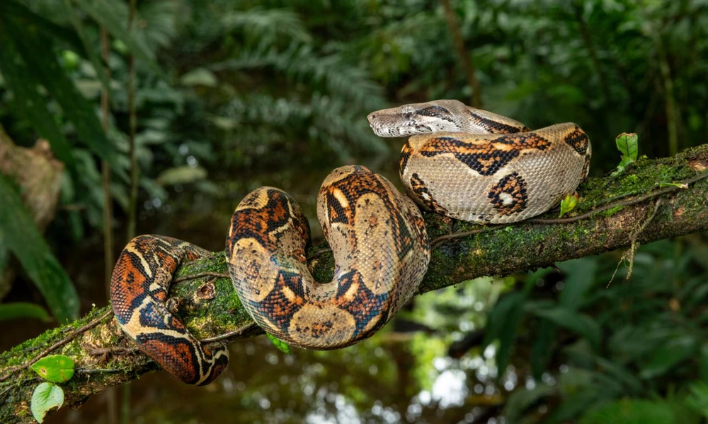 Patterned boa coiled around a rainforest branch.