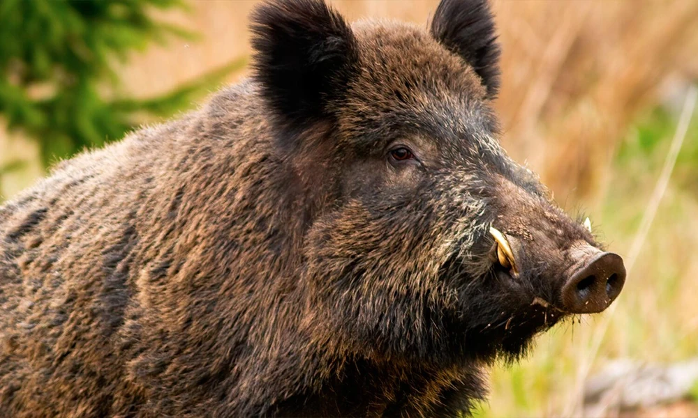 Close-up of a wild boar showing its snout, bristly coat, and tusks.