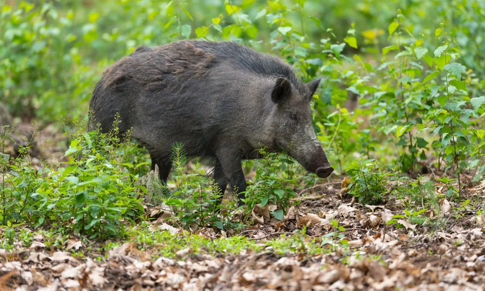 Wild boar walking through dense woodland and forest undergrowth.