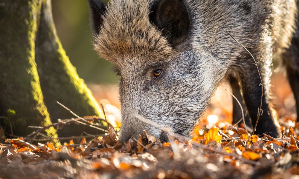 Wild boar rooting through forest soil and fallen leaves for food.
