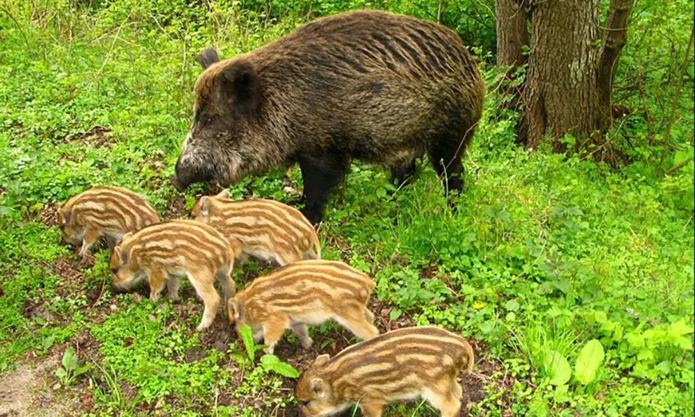 Wild boar sow with striped piglets walking through woodland.