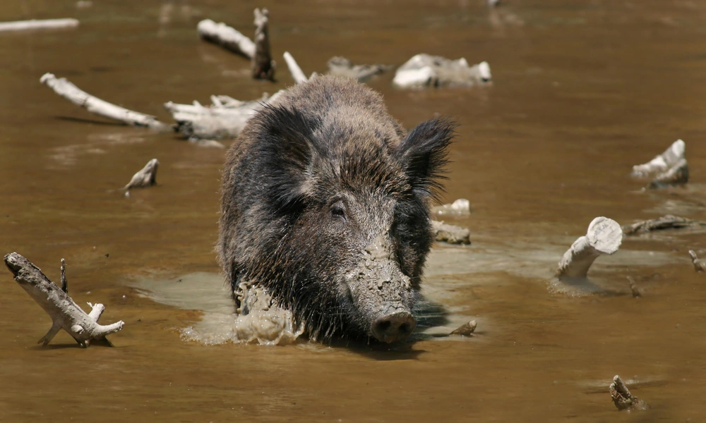 Wild boar wallowing in a muddy patch in the forest.