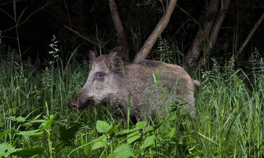 Wild boar moving through a forest at night.