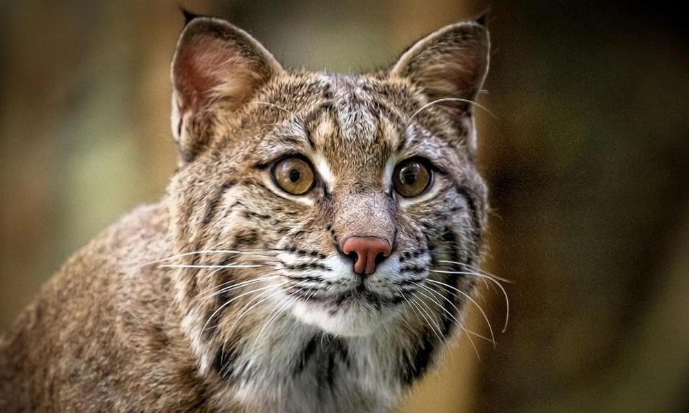 Close-up of a bobcat showing tufted ears, facial markings, and whiskers.