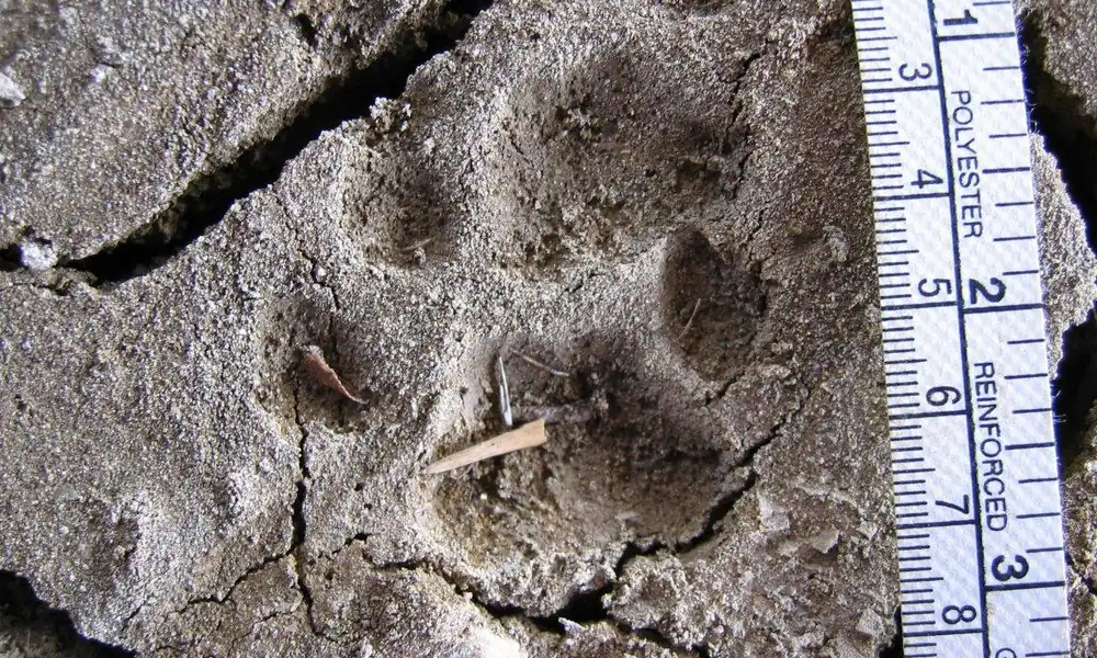Bobcat paw prints in soft mud showing toe marks and paw pads.