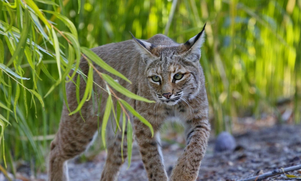 Bobcat walking through a natural wetland with reeds and shallow water.