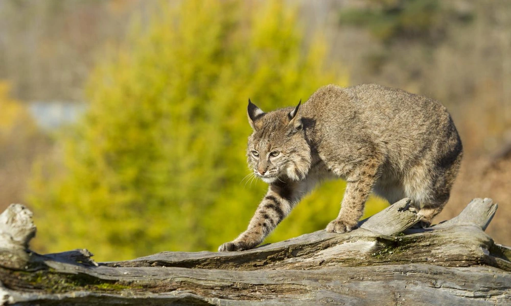 Bobcat climbing a tree trunk in a natural woodland.