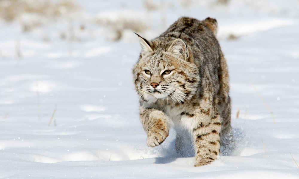 Bobcat walking through a snow-covered forest in winter.