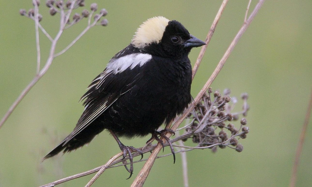 Male bobolink perched on grass in a summer meadow.