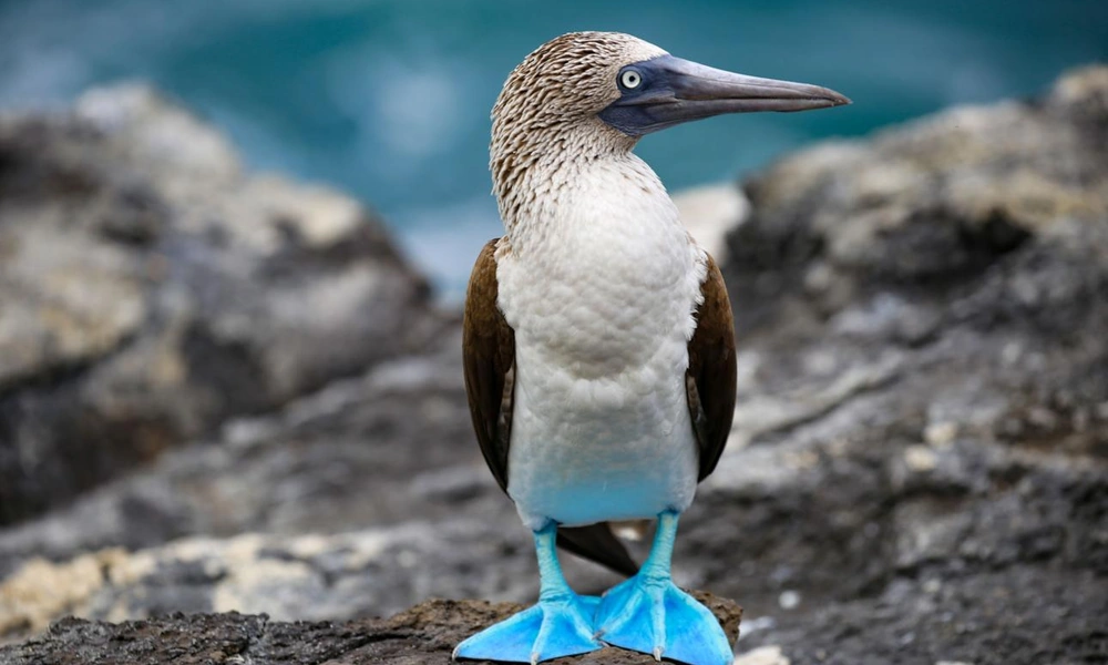 Blue-footed booby displaying its bright blue feet.