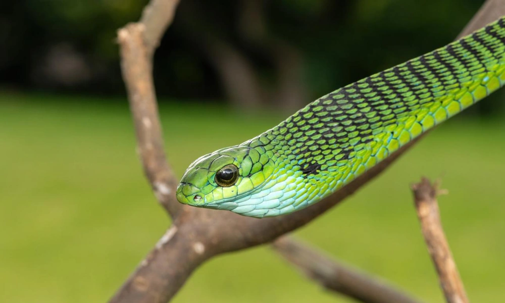 Green boomslang resting on a woodland branch.