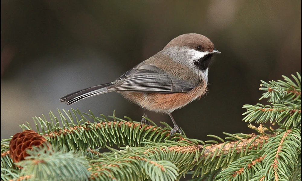 Boreal chickadee with a brown cap and black bib perched on a spruce branch beside a cone