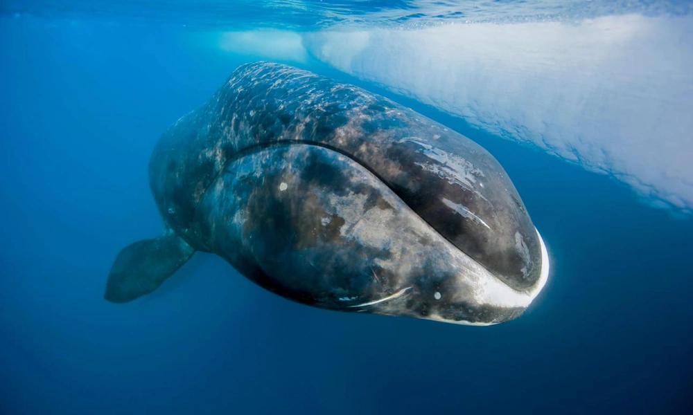 Bowhead whale surfacing beside Arctic sea ice.
