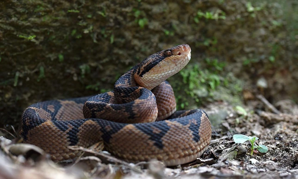 Bushmaster viper coiled among rainforest leaves.