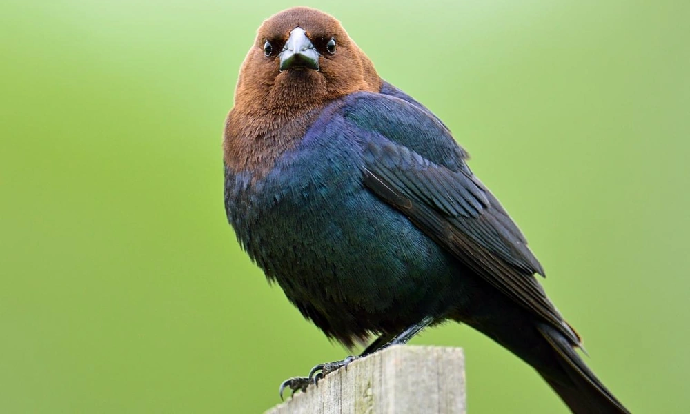 Male brown-headed cowbird perched on a fence post.