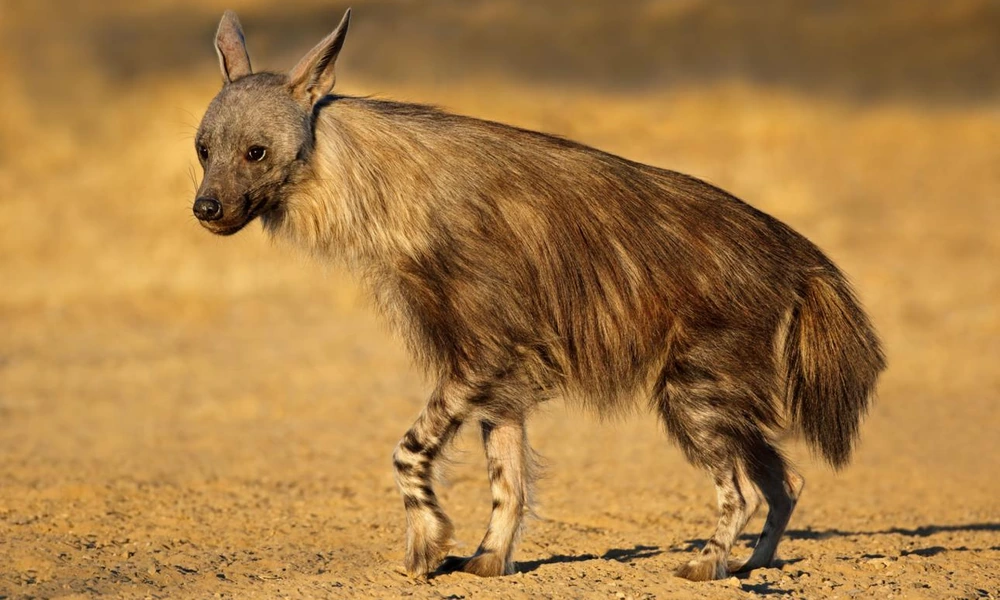 Brown hyena standing in dry African scrubland.