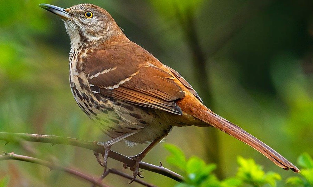 Brown thrasher perched on a leafy shrub.