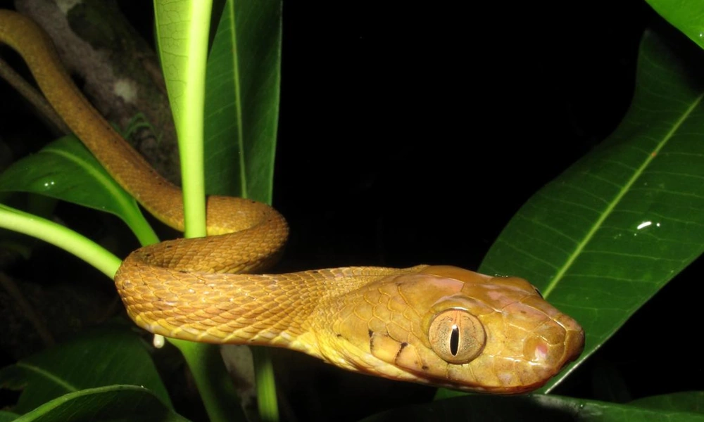 Brown tree snake climbing a tropical tree branch.