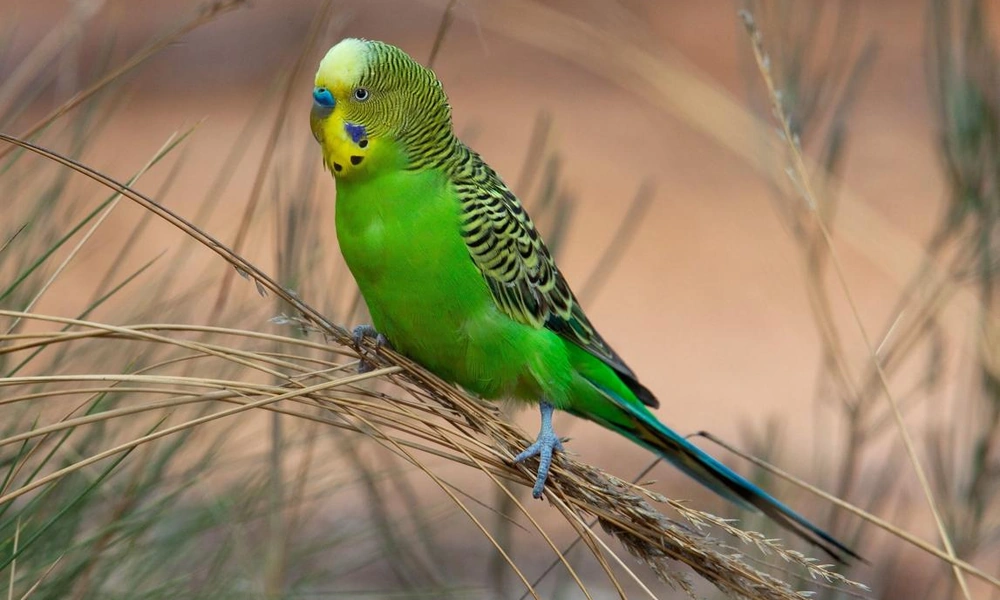 Green and yellow budgerigar perched on a grass stem.