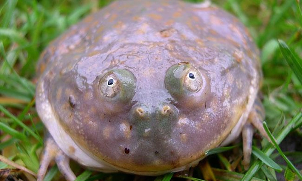 Budgett’s frog sitting in a muddy pool