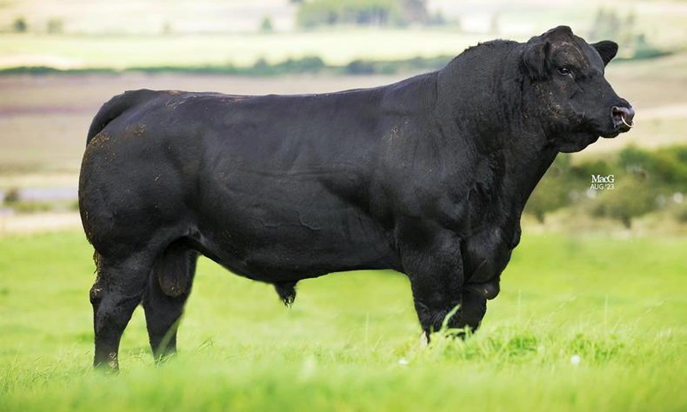 Muscular bull standing in a green pasture.