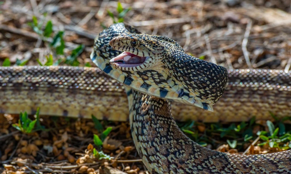 Bull snake coiled on dry prairie ground.