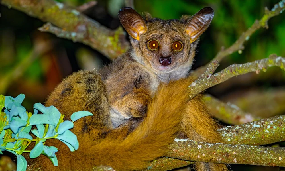 Bush baby with large eyes perched on a tree branch.