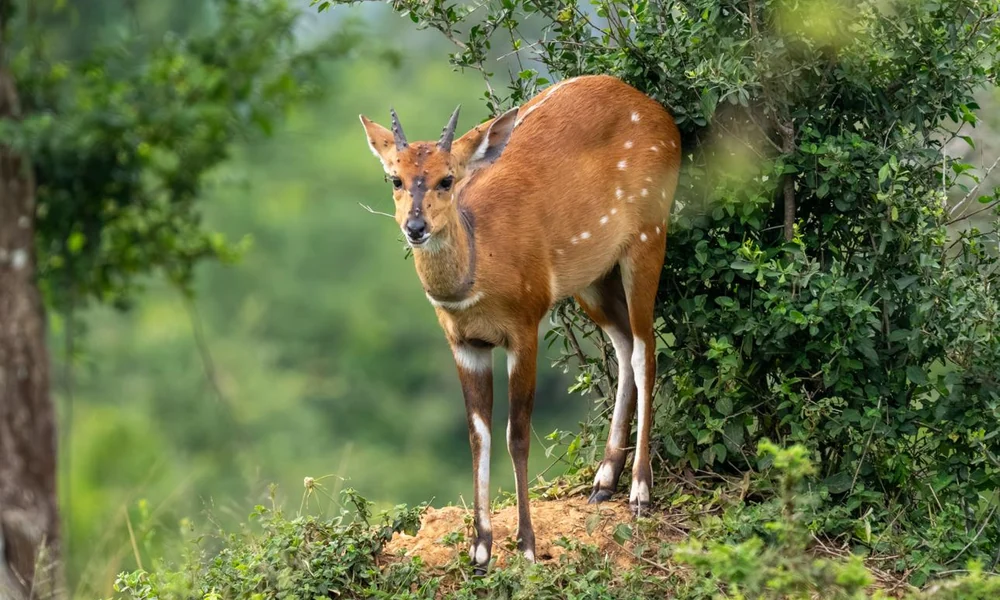 Bushbuck antelope standing among dense woodland plants.