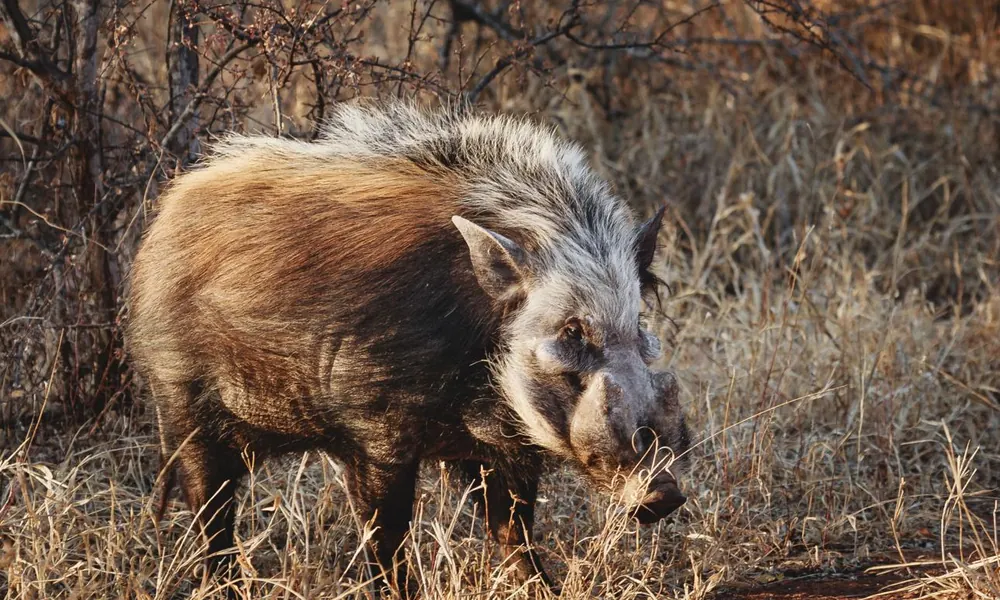 African bushpig walking through dense forest undergrowth.