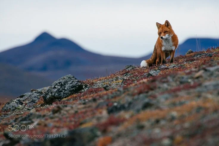 Why is red fox control linked to grouse counts?