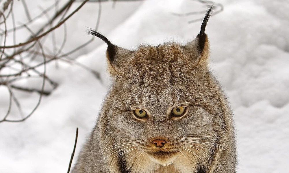Canadian lynx with black ear tufts and thick gray fur sitting in the snow