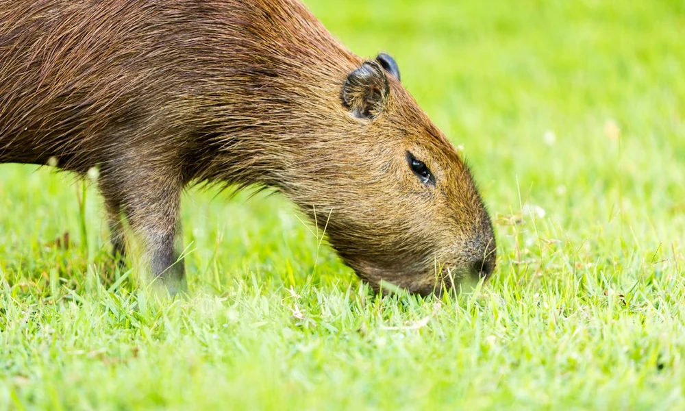 Capybara grazing on short green grass