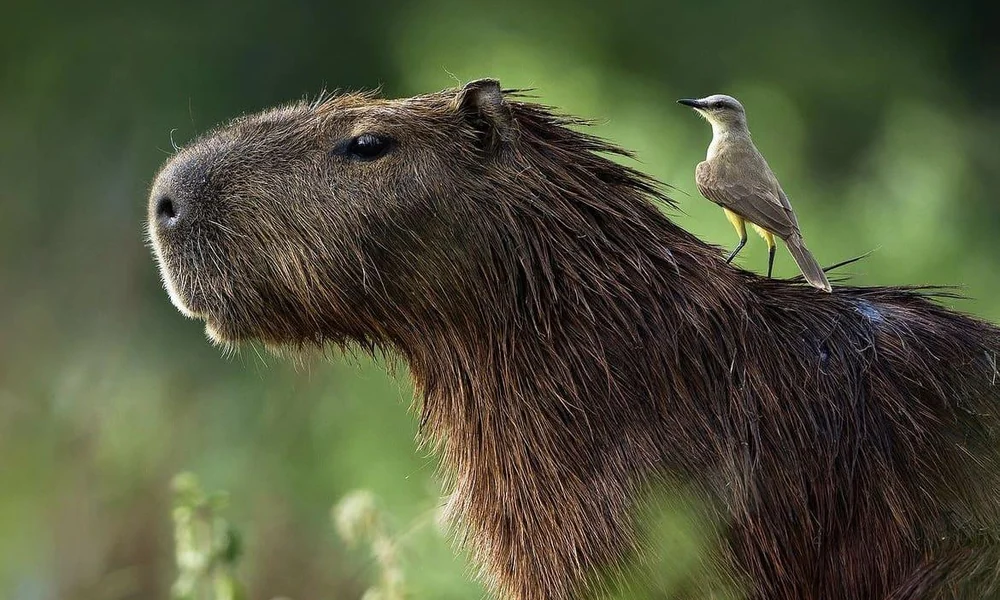 Capybara with a small bird perched on its back
