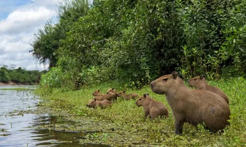 Capybara family grazing on a grassy riverbank with young nearby