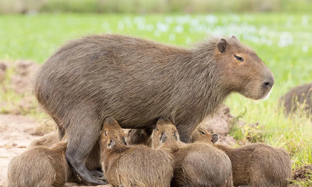 Adult capybara standing over a group of nursing pups