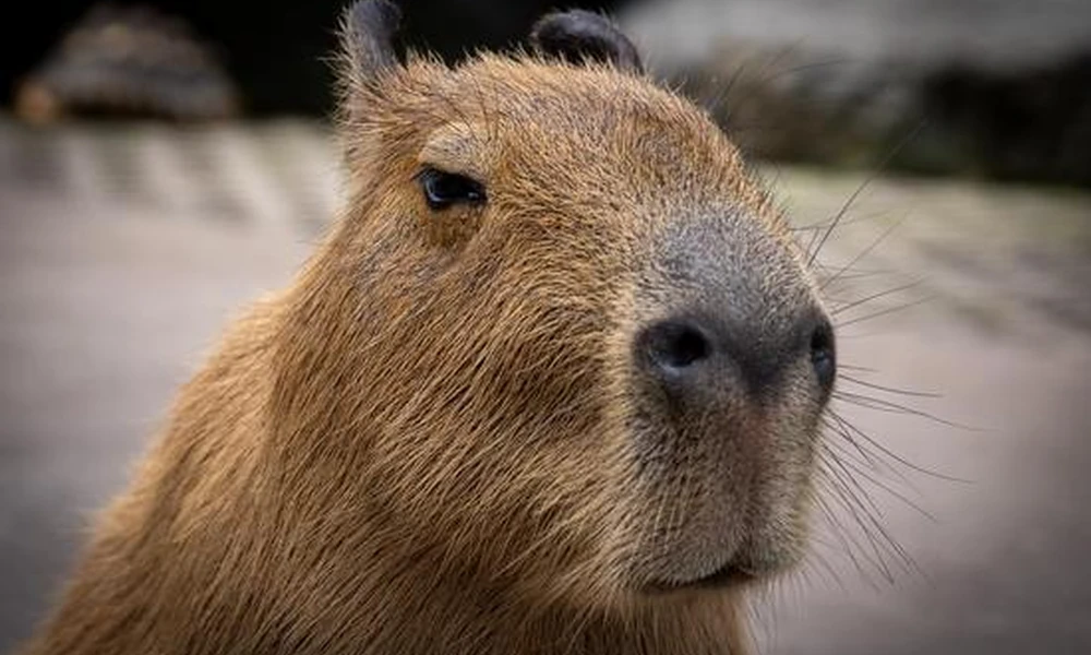Adult capybara walking with two young across a green lawn