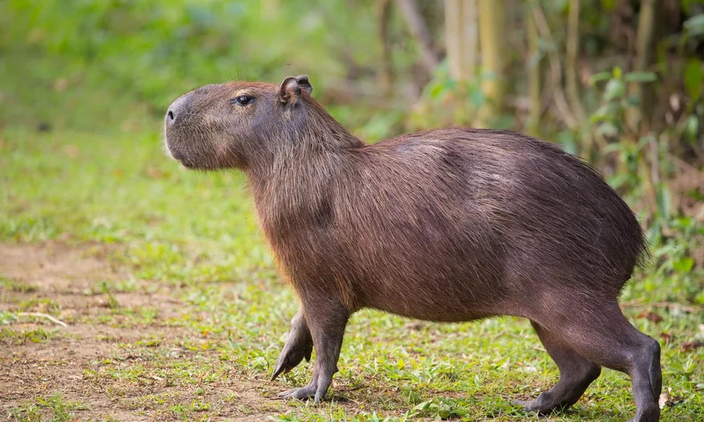 Capybara walking across a grassy clearing