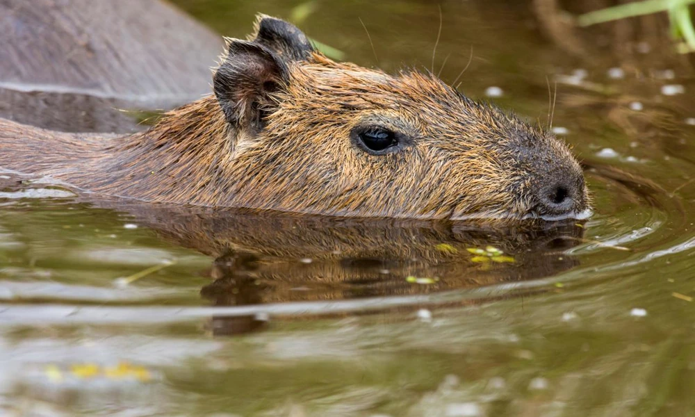 Capybara swimming with only its head above the water
