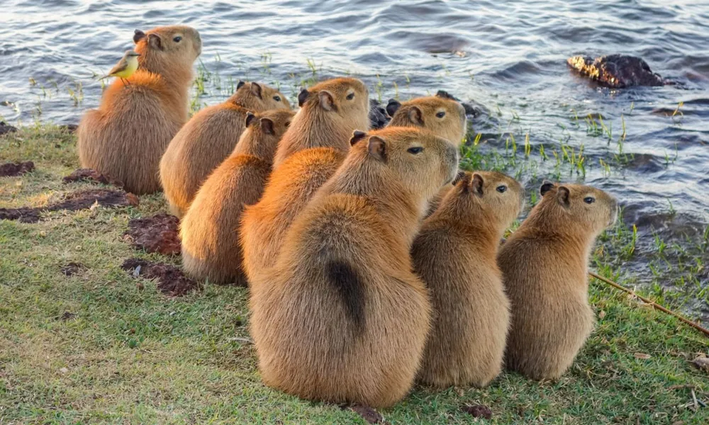 Group of capybaras sitting together on a lake shore