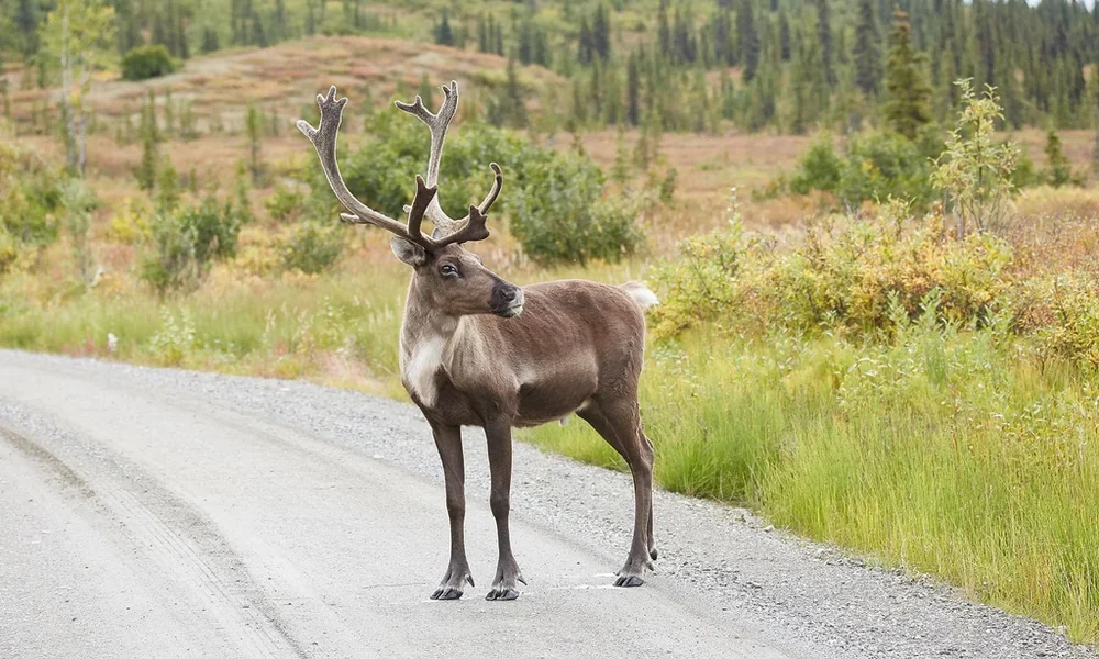 Caribou with antlers standing on a gravel road beside boreal shrubland and spruce trees