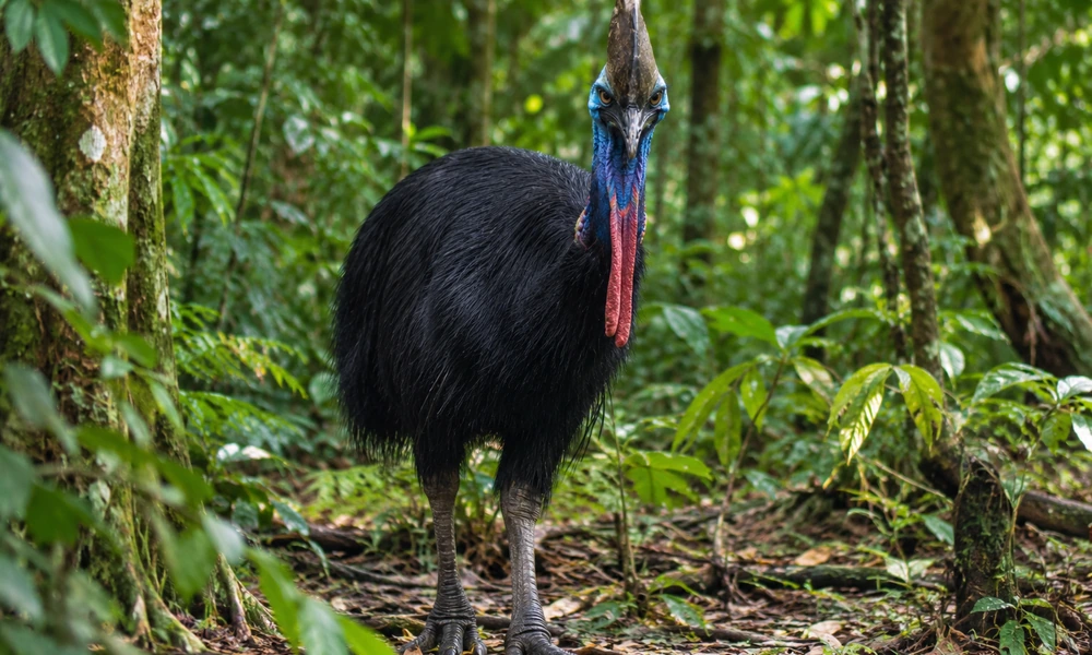 A full-body cassowary standing in a rainforest and looking directly at the camera.