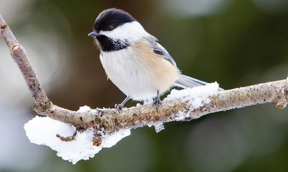 Black-capped chickadee perched on a woodland twig.