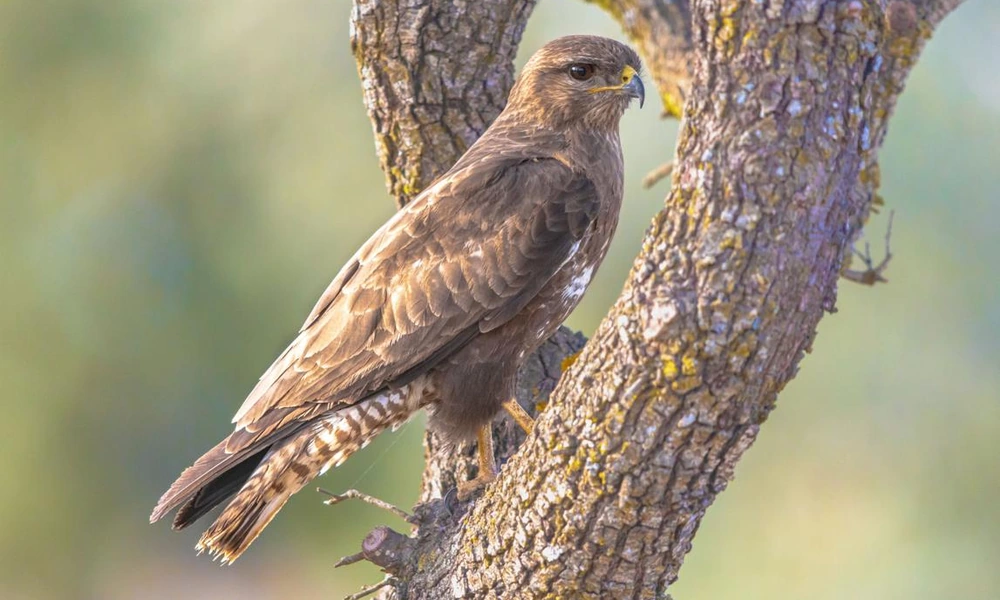 Common buzzard perched above open farmland.