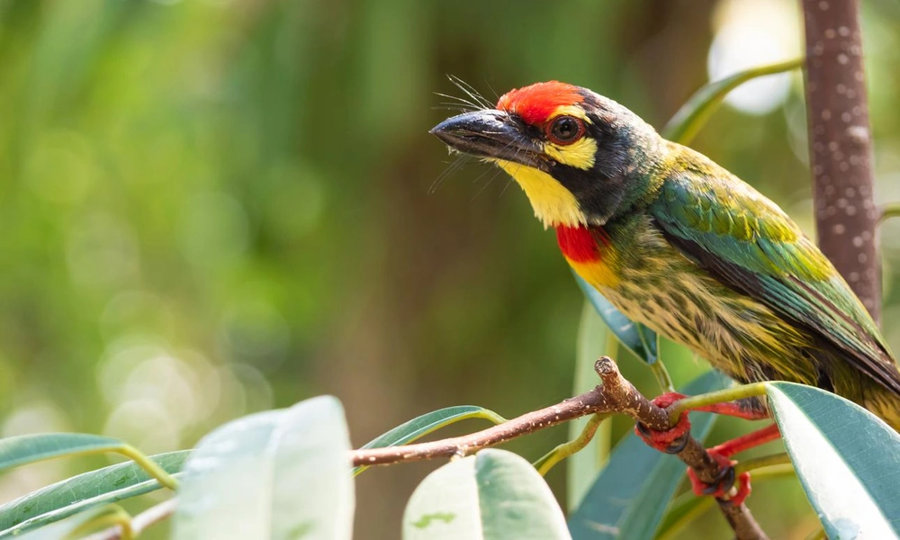 Colorful barbet perched on a tropical branch.