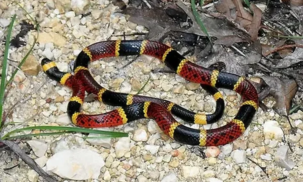Coral snake with red, black, and yellow bands coiled on gravel