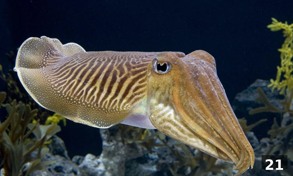 A common cuttlefish resting above a sandy seabed with its broad body, arms, and tentacles visible.