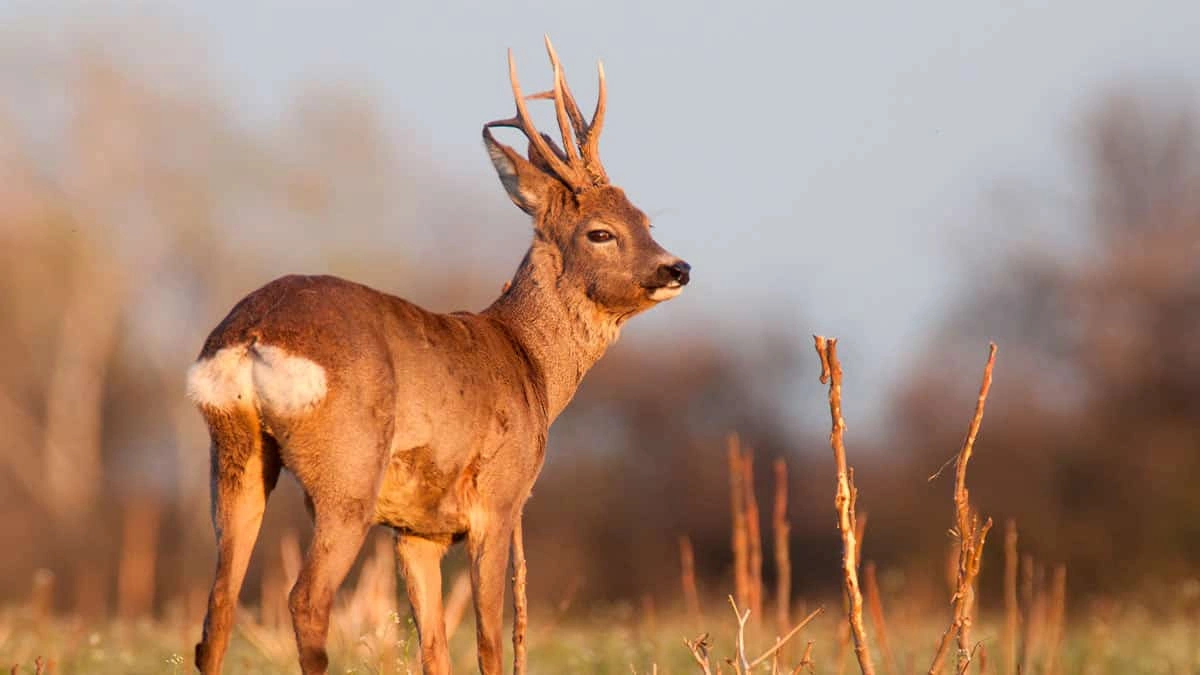roe deer suburban management