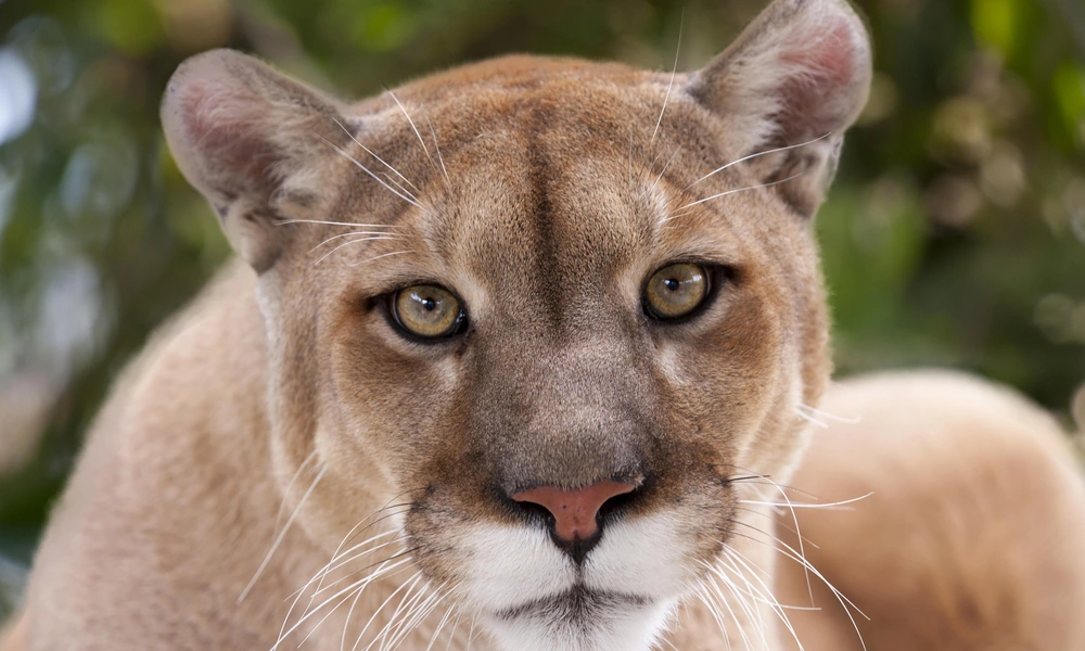 Close-up of a mountain lion showing its face, rounded ears, and tawny fur.