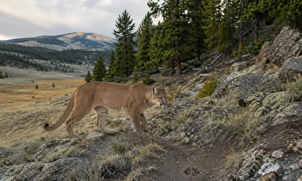 Mountain lion walking through a rocky forest habitat.