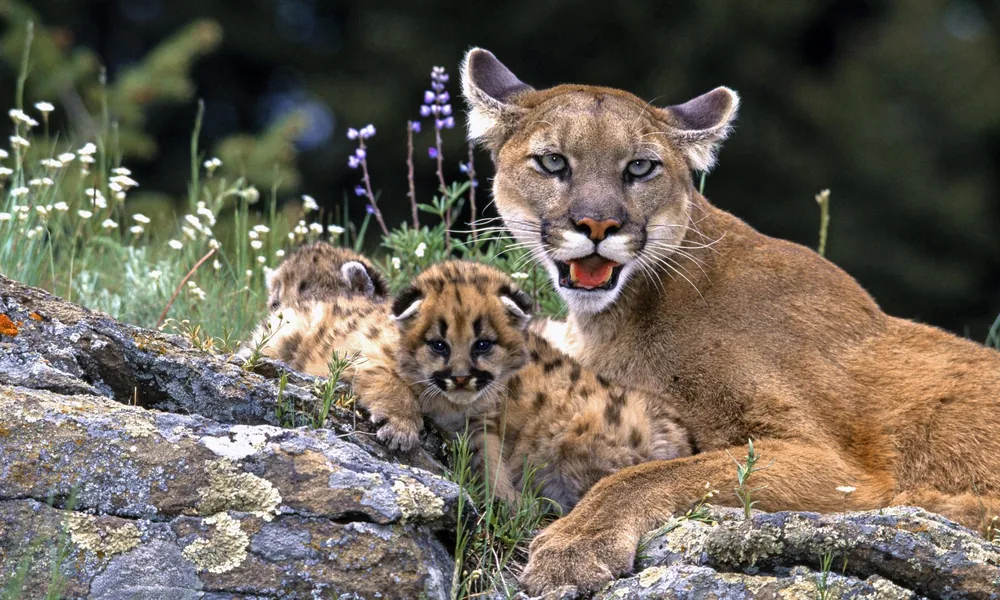 Mountain lion mother resting beside her spotted kittens in a sheltered den.